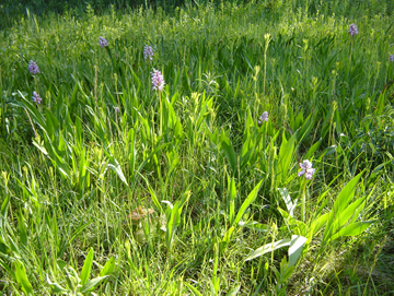 Pfeifengraswiese mit Helmorchis